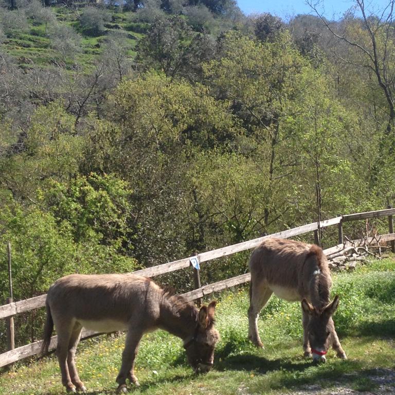 Farm stay Il Rifugio Di Artemide Agriturismo *